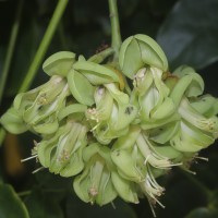 Mucuna gigantea (Willd.) DC.