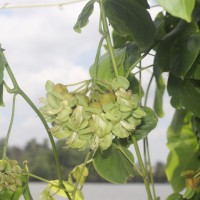 Mucuna gigantea (Willd.) DC.