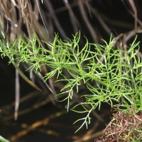 Ceratopteris thalictroides  (L.) Brongn.