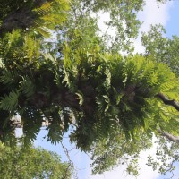 Drynaria quercifolia  (L.) J.Sm.