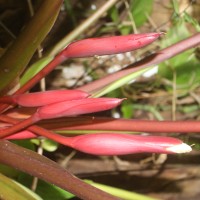 Homalomena pendula (Blume) Bakh.f.