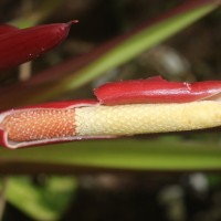 Homalomena pendula (Blume) Bakh.f.