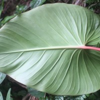 Homalomena pendula (Blume) Bakh.f.