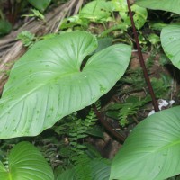 Homalomena pendula (Blume) Bakh.f.