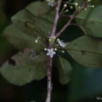 Ilex knucklesensis Philcox