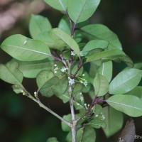 Ilex knucklesensis Philcox