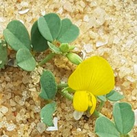 Crotalaria medicaginea Lam.