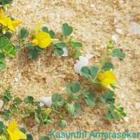 Crotalaria medicaginea Lam.