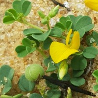 Crotalaria medicaginea Lam.