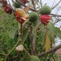 Capparis zeylanica L.