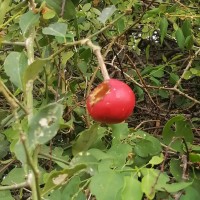 Capparis zeylanica L.