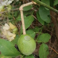 Capparis zeylanica L.