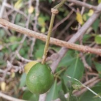 Capparis zeylanica L.