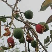 Capparis zeylanica L.