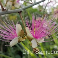 Capparis zeylanica L.