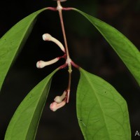 Syzygium cylindricum (Wight) Alston