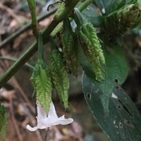 Strobilanthes thwaitesii T.Anderson