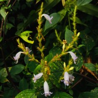 Strobilanthes nigrescens T.Anderson