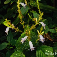 Strobilanthes nigrescens T.Anderson