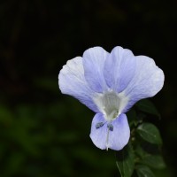 Barleria arnottiana var. arnotiana Nees