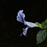 Barleria arnottiana var. arnotiana Nees