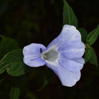 Barleria arnottiana var. arnotiana Nees