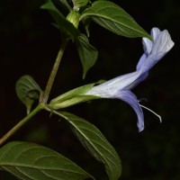 Barleria arnottiana var. arnotiana Nees