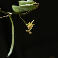 Trichoglottis longifolia Atthan., C.Bandara, N.L.Bandara & Kumar