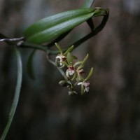 Trichoglottis longifolia Atthan., C.Bandara, N.L.Bandara & Kumar