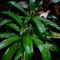 Murdannia glauca (Thwaites ex C.B.Clarke) G.Brückn.