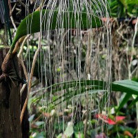 Bulbophyllum medusae (Lindl.) Rchb.f.