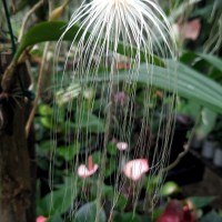 Bulbophyllum medusae (Lindl.) Rchb.f.