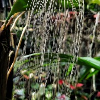 Bulbophyllum medusae (Lindl.) Rchb.f.