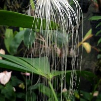 <i>Bulbophyllum medusae</i>  (Lindl.) Rchb.f.