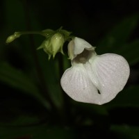 Impatiens linearis Arn.