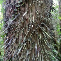 Oncosperma fasciculatum Thwaites