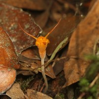 Thismia gardneriana Hook.f. ex Thwaites