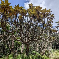 Rhododendron arboreum subsp. zeylanicum (Booth) Tagg