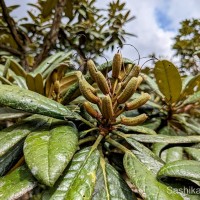 Rhododendron arboreum subsp. zeylanicum (Booth) Tagg