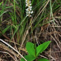 Peristylus trimenii (Hook.f.) Abeyw.