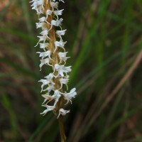 Peristylus trimenii (Hook.f.) Abeyw.