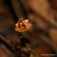 Gastrodia munasinghae Atthanagoda, C.Bandara & Kumar