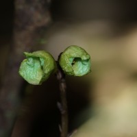 Gastrodia thilakapremae Atthanagoda, C.Bandara & Kumar