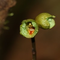 Gastrodia thilakapremae Atthanagoda, C.Bandara & Kumar