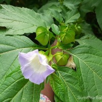 Nicandra physalodes (L.) Gaertn.