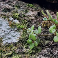 Peperomia tetraphylla (G.Forst.) Hook. & Arn.