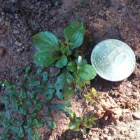 Mazus pumilus (Burm.f.) Steenis