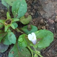 Mazus pumilus (Burm.f.) Steenis