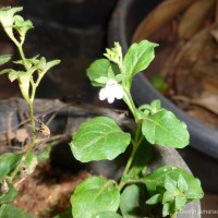 <i>Mazus pumilus</i>  (Burm.f.) Steenis