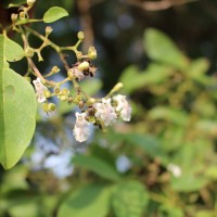 Vitex leucoxylon L.f.